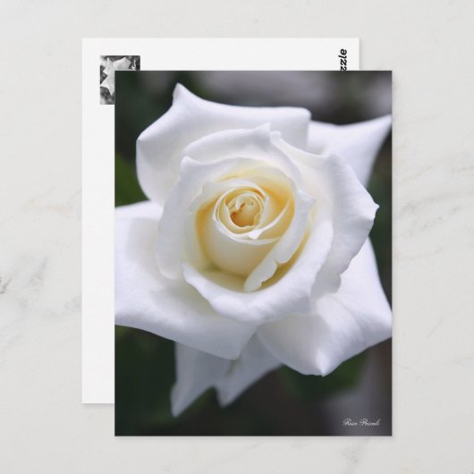 Rosa Pascali ポストカード (正面/裏面)