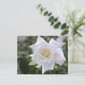 Rosa Pascali ポストカード (スタンド正面)