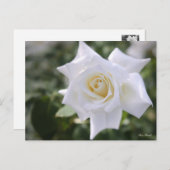 Rosa Pascali ポストカード (正面/裏面)