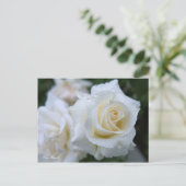 Rosa Pascali ポストカード (スタンド正面)