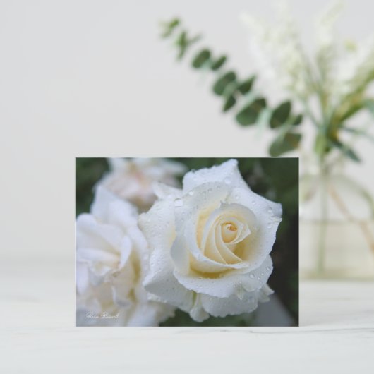 Rosa Pascali ポストカード (スタンド正面)