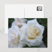 Rosa Pascali ポストカード (正面/裏面)