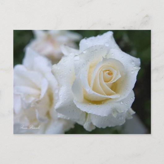 Rosa Pascali ポストカード (正面)