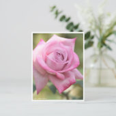 Rosa Pastel Mauve ポストカード (スタンド正面)