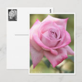 Rosa Pastel Mauve ポストカード (正面/裏面)