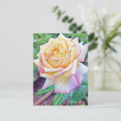 Rosa Peace ポストカード (スタンド正面)