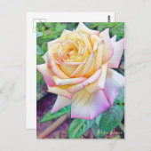 Rosa Peace ポストカード (正面/裏面)