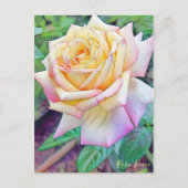 Rosa Peace ポストカード (正面)