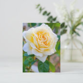 Rosa Peace ポストカード (スタンド正面)