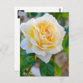 Rosa Peace ポストカード (正面/裏面)