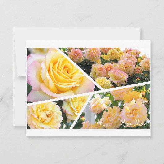 Rosa Peace [Flat Card] (正面)