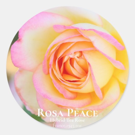 Rosa Peace [Round Seal] ラウンドシール (正面)