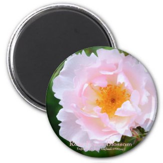 Rosa Peach Blossom [Round Magnet] マグネット