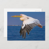 Rosa Pelikan im Flug Postkarte ポストカード (正面/裏面)