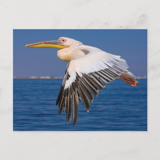 Rosa Pelikan im Flug Postkarte ポストカード (正面)