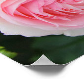 Rosa Pierre de Ronsard ポスター (角)