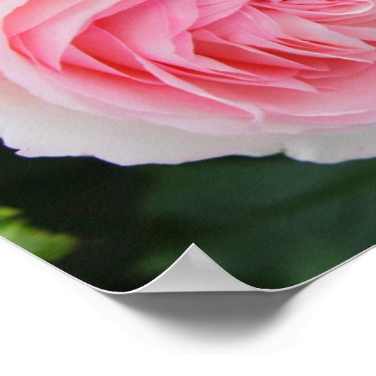 Rosa Pierre de Ronsard ポスター (角)