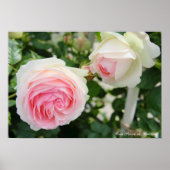 Rosa Pierre de Ronsard ポスター (正面)