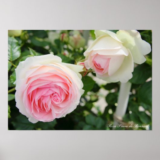 Rosa Pierre de Ronsard ポスター (正面)
