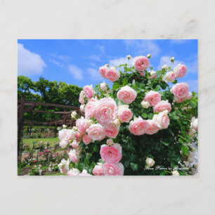 Rosa Pierre de Ronsard ポストカード