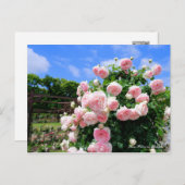 Rosa Pierre de Ronsard ポストカード (正面/裏面)