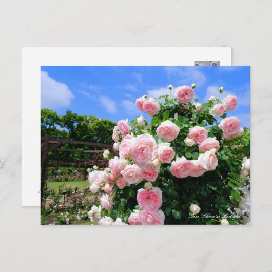 Rosa Pierre de Ronsard ポストカード (正面/裏面)