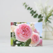 Rosa Pierre de Ronsard ポストカード (スタンド正面)