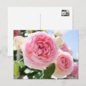 Rosa Pierre de Ronsard ポストカード (正面/裏面)