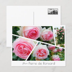 Rosa Pierre de Ronsard ポストカード