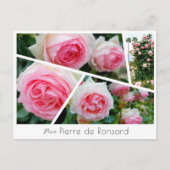 Rosa Pierre de Ronsard ポストカード (正面)