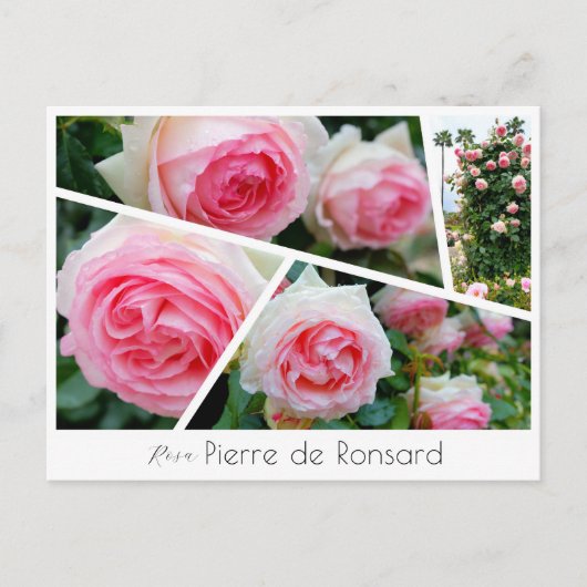 Rosa Pierre de Ronsard ポストカード (正面)