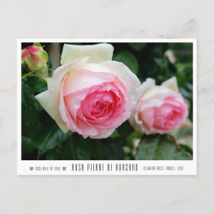 Rosa Pierre de Ronsard ポストカード