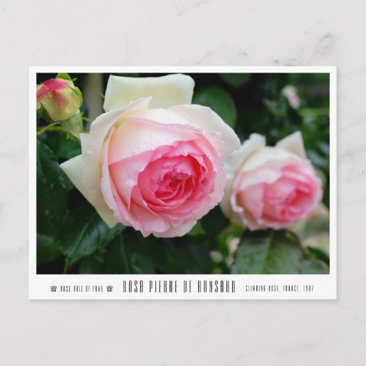 Rosa Pierre de Ronsard ポストカード (正面)