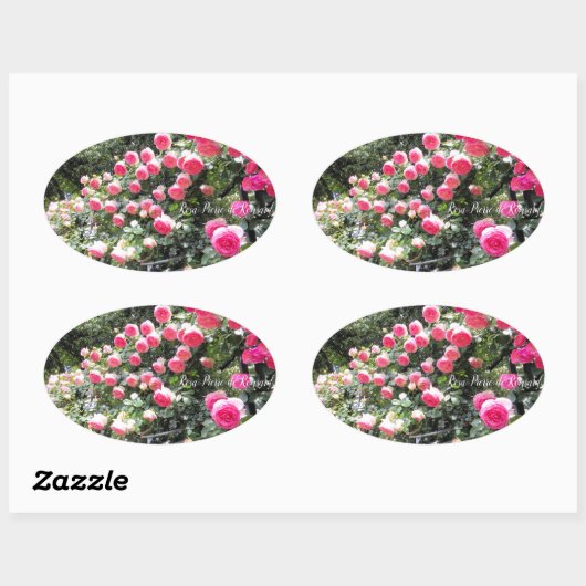 Rosa Pierre de Ronsard:Oval Seal 楕円形シール (シート)