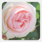 Rosa Pierre de Ronsard:Seal スクエアシール (正面)