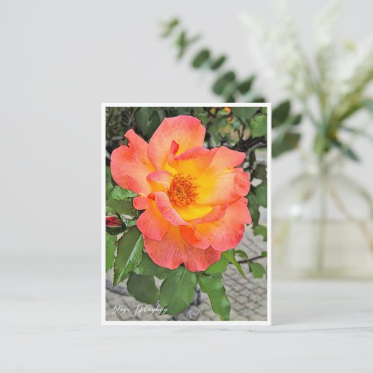 Rosa Playboy ポストカード (スタンド正面)