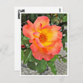 Rosa Playboy ポストカード (正面/裏面)