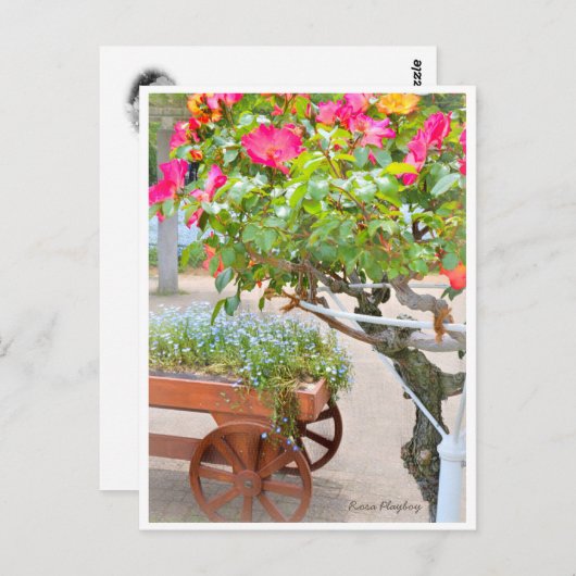 Rosa Playboy ポストカード (正面/裏面)