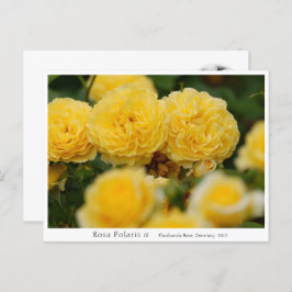 Rosa Polaris α ポストカード