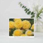 Rosa Polaris α ポストカード (スタンド正面)