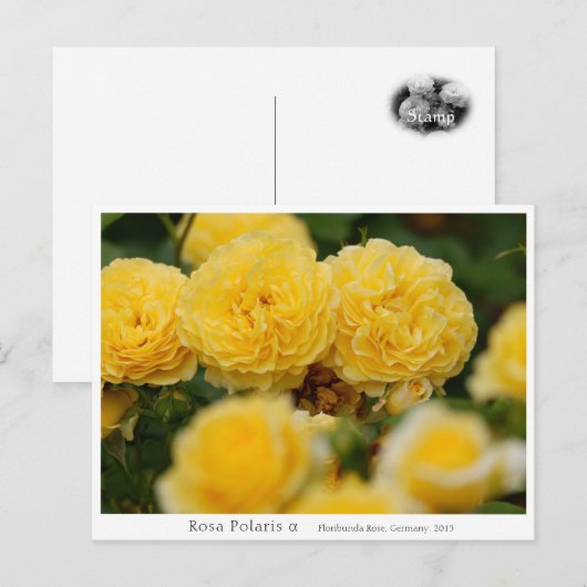 Rosa Polaris α ポストカード (正面/裏面)