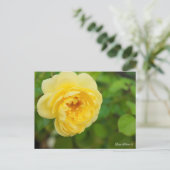 Rosa Polaris α [Postcard] ポストカード (スタンド正面)