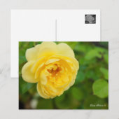 Rosa Polaris α [Postcard] ポストカード (正面/裏面)