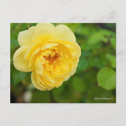 Rosa Polaris α [Postcard] ポストカード (正面)