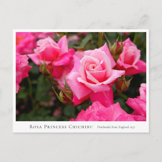 Rosa Princess Chichibu ポストカード (正面)