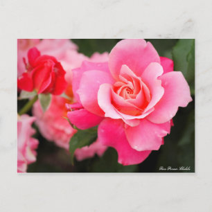 Rosa Princess Chichibu:Postcard ポストカード