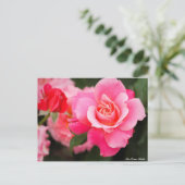 Rosa Princess Chichibu:Postcard ポストカード (スタンド正面)