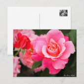 Rosa Princess Chichibu:Postcard ポストカード (正面/裏面)