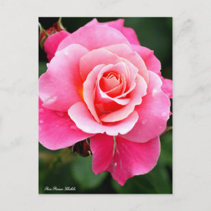 Rosa Princess Chichibu：Postcard ポストカード