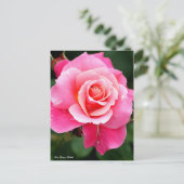 Rosa Princess Chichibu:Postcard ポストカード (スタンド正面)